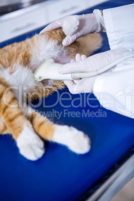 Close up of woman vet doing a ultrasound scan