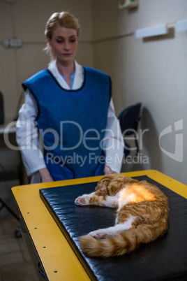 A woman vet looking a kitten