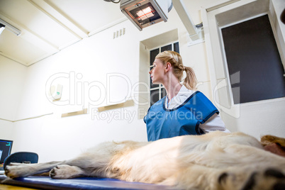 A woman vet looking the ultrasound machine