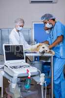 Three vets examining a dog