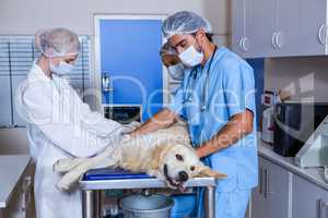 Three vets examining a dog