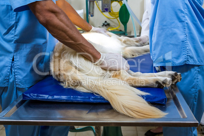 Close up of a dog surgery