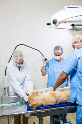 Three vets operating on dog