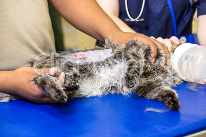 Close up of injured cat