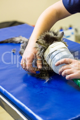 Close up of kitten breathing with nasal tube
