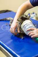 Close up of kitten breathing with nasal tube