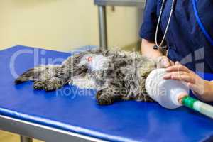 Close up of kitten breathing with nasal tube