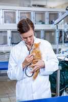 A woman vet bringing a kitten