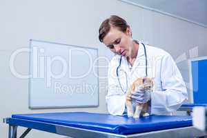 A woman vet examining a kitten