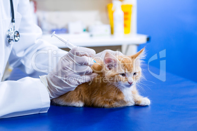 Cute cat receiving an injection