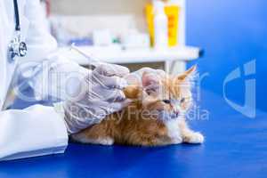 Cute cat receiving an injection