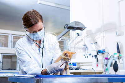 Woman vet osculating a cute kitten