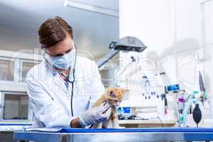 Woman vet osculating a cute kitten
