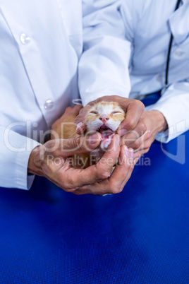 Vets opening the mouth of a cat