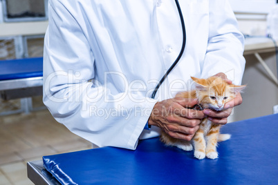 Cute kitten auscultated by a vet