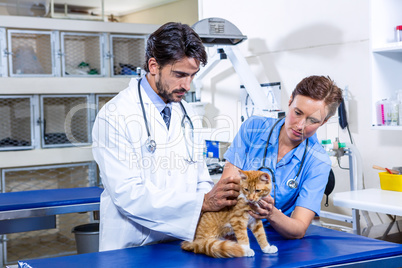 Focus on Vets which are  holding a cat