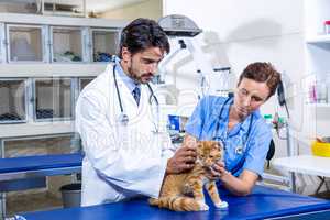 Focus on Vets which are  holding a cat