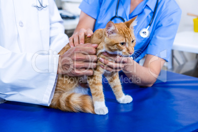 Focus on hands Vet which is holding a cat