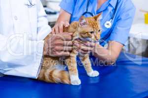 Focus on hands Vet which is holding a cat