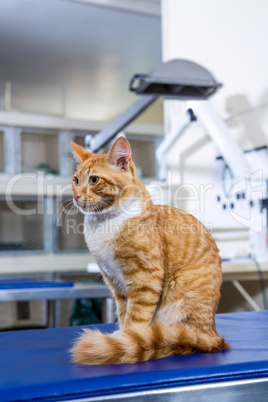 Seated cat on the operation table
