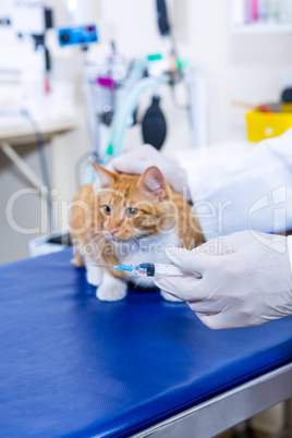 Cute cat lying on the operation