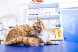 Portrait of a cat lying on an operation table