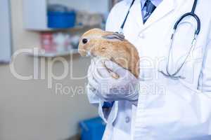 A rabbit hold by a vet