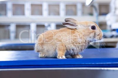 A rabbit on an operation table