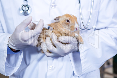Rabbit getting an injection from a vet