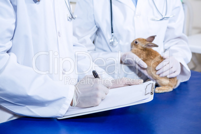 Two vet taking notes and taking care of a rabbit