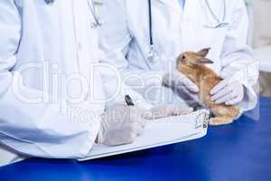 Two vet taking notes and taking care of a rabbit