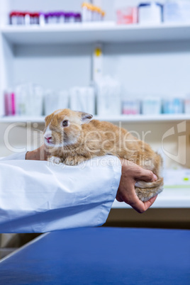 A rabbit being hold by a vet in a vet office