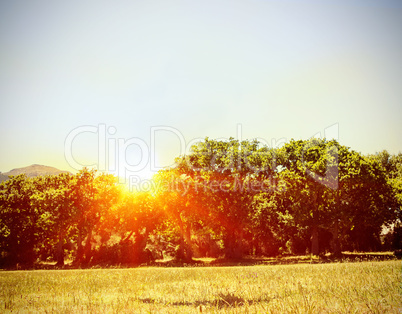 Sun rise over trees