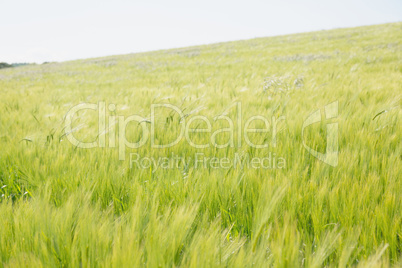 Image of landscape green meadow