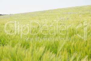 Image of landscape green meadow
