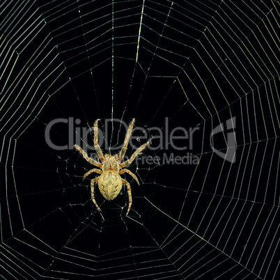 dangerous spider web background at night