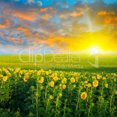 field of sunflowers and sunrise