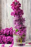 may lilacs in vase