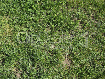 Green grass meadow background