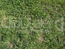 Green grass meadow background