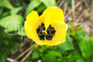 gelbe Tulpe