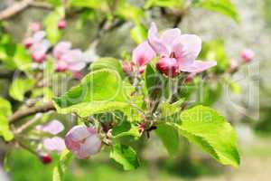 branch of blossoming apple tree