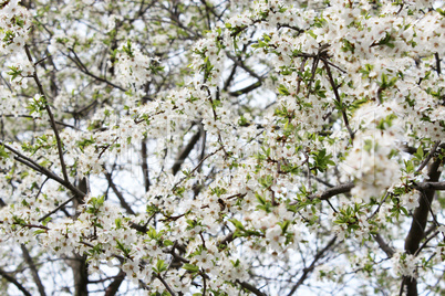 white blooming cherry-tree