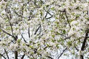 white blooming cherry-tree