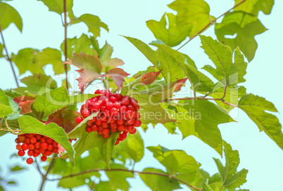Bunches of red viburnum on the bush