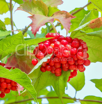 Bunches of red viburnum on the bush