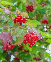 Bunches of red viburnum on the bush