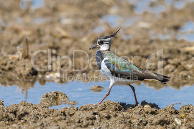 Northern Lapwing