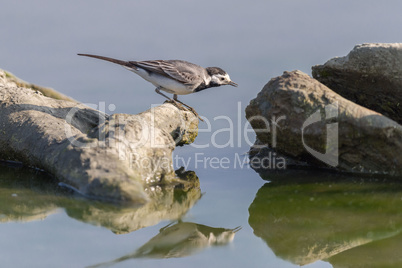 White Wagtail