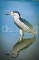 Night Heron